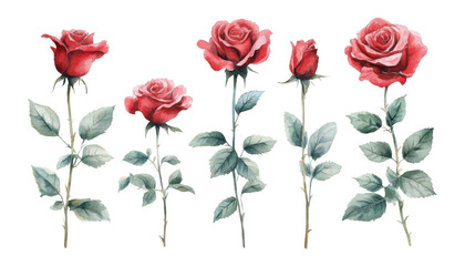 Sticker - set of red rose flowers watercolor isolated on transparent background cutout