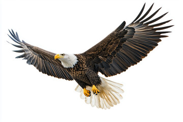 Bald eagle in mid-flight against a clean white background