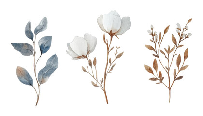 Wall Mural - set of dry flowers watercolor isolated on transparent background cutout