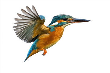 on a white background, an isolated kingfisher diving