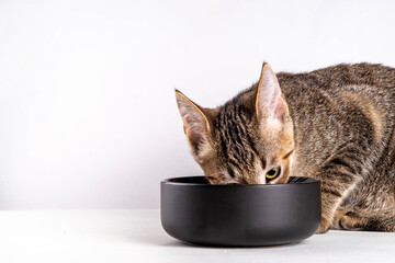 Wall Mural - Cute adorable tabby striped mongrel kitten eats kibble food from bowl with appetite and licks itself, on a white background. Advertisement background of cat food, menu delivery, pet store copy space