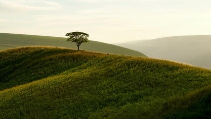 Wall Mural - lonely tree stands on a hill, bathed in the warm glow of a setting sun. the scene captures a beautif