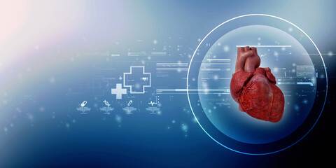 Wall Mural - 3d illustration  Anatomy of Human Heart 