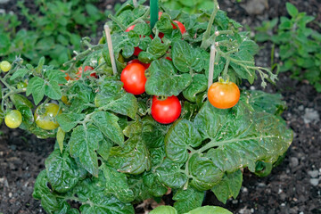 Ripening Tomatoes on the vine