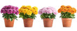 © PNG MOMO - Blooming potted chrysanthemums in a row with varying colors isolated on transparent background.