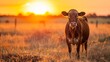 © Togrul - cow in a field at sunset on a summer in a dry drought in summer in australia on at agricultural farm