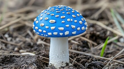 Poster -    a blue mushroom with white dots on its cap resting on the ground