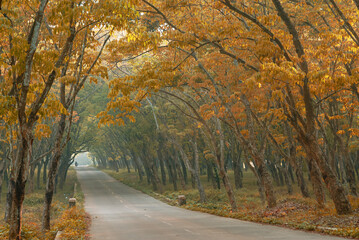 Roads scene in the background of trees and nature. Summer travel in the countryside 