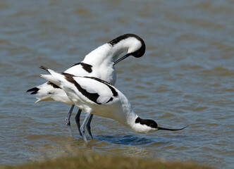 Wall Mural - Avocette élégante, Recurvirostra avosetta, Pied Avocet