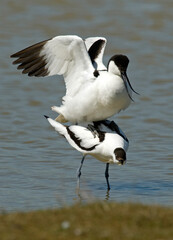 Wall Mural - Avocette élégante, Recurvirostra avosetta, Pied Avocet