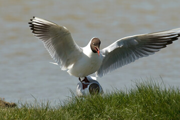 Wall Mural - Mouette rieuse,.Chroicocephalus ridibundus, Black headed Gull