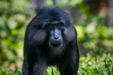 Wall Mural - Tonkean macaque (Macaca tonkeana) is a species of primate