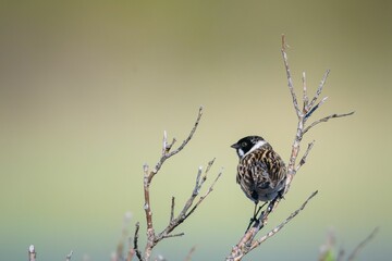 Wall Mural - Common Reed Bunting perched on a branch against a green background in Varanger Peninsula, Norway