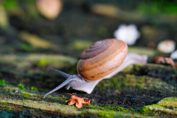 A snail moving on his path