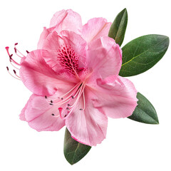 Wall Mural - A pink azalea isolated on a transparent background