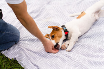 Sticker - Jack Russell Terrier puppy relaxing and playing on lawn outdoor on a sunny day with his owner. Modern lifestyle, happy pets life