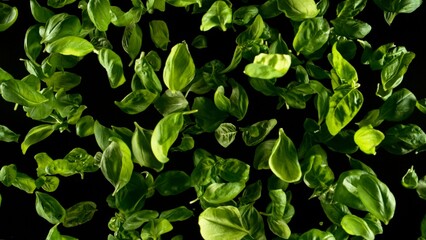 Aufkleber - Falling basil leaves, isolated on black background.