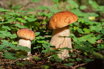 two boletus mushrooms close-up in the grass