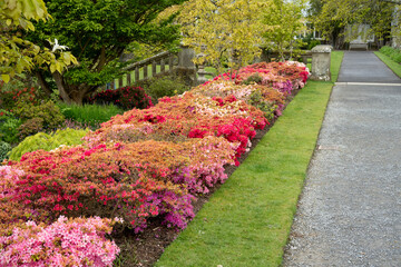 close-up along beautiful flower in double mixed borders