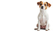 © Chimpanzky  - jack russell terrier puppy isolated on white transparent png background