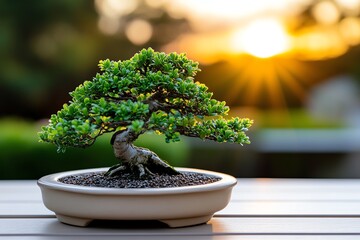 Poster - A bonsai tree in a garden at sunset, with warm light casting long shadows and highlighting the tree's intricate details