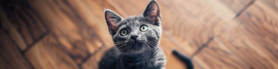 Wall Mural - A small gray and black cat with charming eyes sat upright, attentively looking up with its ears perked.