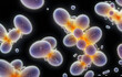 © Christoph Burgstedt - Unicellular organisms or protozoa, single-celled organisms microorganisms such as archaea, bacteria or protists swim in water