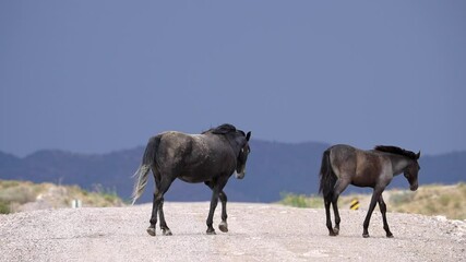 Wall Mural - Two wild horses walking across the Pony Express trail in Utah next to the road sign.