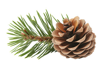 pine needle with pine cone, png isolated transparent background