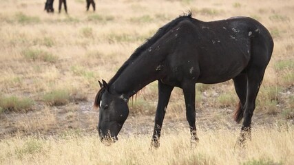 Wall Mural - Wild Horse grazing through the grass in the Utah desert