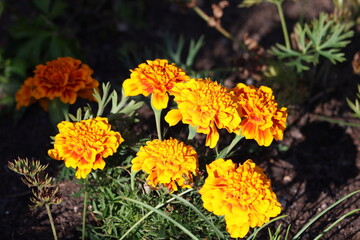 Canvas Print - Sweden. Tagetes is a genus of 50 species of annual or perennial, mostly herbaceous plants in the family Asteraceae. They are among several groups of plants known in English as marigolds. 