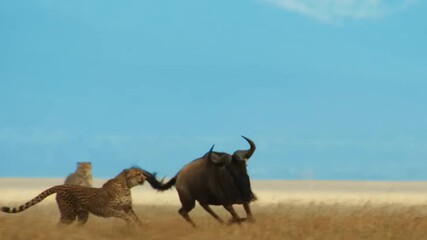 Wall Mural - epic chase of cheetah chasing down wildebeest slow motion 4k