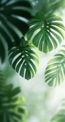 Poster - Lush Green Monstera Leaves in Soft Natural Light