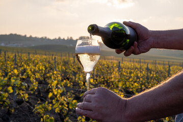 Tasting of grand cru sparkling brut white wine champagne on sunny vineyards of Cote des Blancs in village Cramant, Champagne, France, pouring of wine