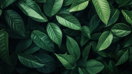 closeup nature view of green leaf in garden, dark wallpaper concept, nature background, tropical leaf , ai