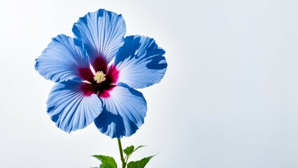 Sticker - flower isolated on white