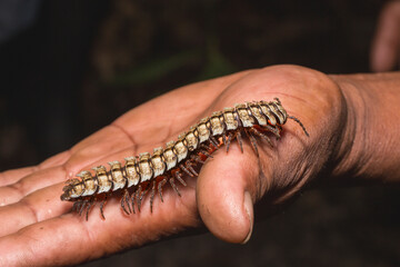 Large centipede crawling on person hand.