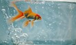 © Farid - Goldfish leaps out of the aquarium to throw itself into the sea.
