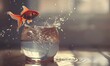 © Farid - Goldfish leaps out of the aquarium to throw itself into the sea.