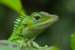 © enter - green lizard on a branch