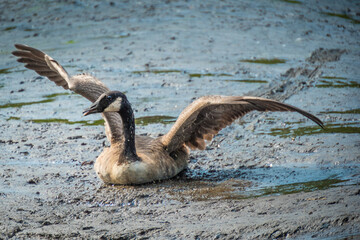 Wall Mural - a canadian goose struggling on the mud
