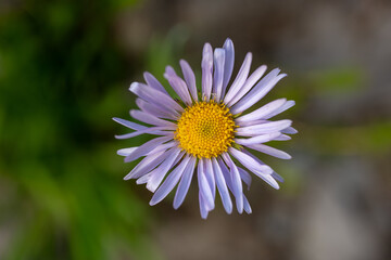 Poster - Purple Aster Bloom Against Blurry Background