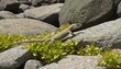 © SwathiFX - Natures beauty in motion  A lizards journey through the rocks