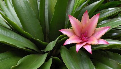 Sticker -  Vibrant pink flower blooming amidst lush green leaves