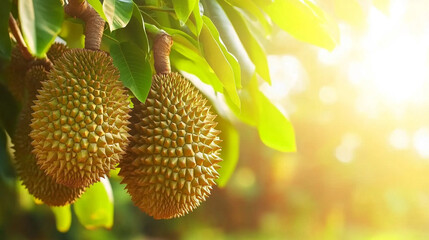 ripe durian fruit hanging on a tree. The durian's spiky, green exterior contrasts with the lush green foliage, highlighting nature's intriguing beauty and complexity