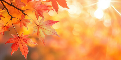 Wall Mural - Close-up of autumn maple leaves, autumn background