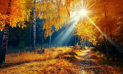 Wall Mural - sunlit forest path in autumn with vibrant orange foliage and birch trees