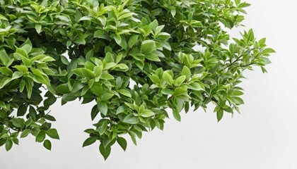  Vibrant green leaves against a white background