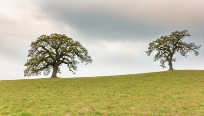 Sticker -  Tranquil landscape with two majestic trees on a hill