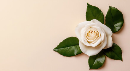 Wall Mural - Single White Rose with Green Leaves on Beige Background - A single white rose with delicate petals and vibrant green leaves rests on a soft beige background, symbolizing love, purity, elegance, beauty